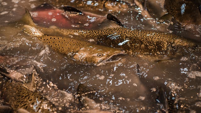 Dicht gedrängt schwimmen Lachse in einem Becken. Das zentrale, goldbraune Tier beindet sich halb aus dem Wasser, das Maul ist geöffnet, das Auge sichtbar