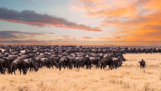 Eine Gnu-Herde im Serengeti, Tansania