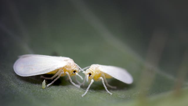 Manche Weiße Fliegen haben ein schützendes Gen von Pflanzen übernommen