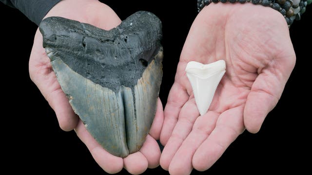 Zahn eines Megalodons (links) im Vergleich zum Zahn eines Weißen Hais