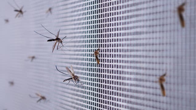 Mehrere Stechmücken an einem Insektengitter.