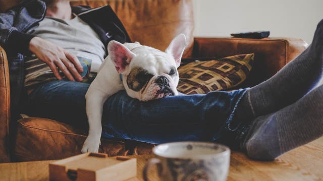 Ein Mann liegt auf dem Sofa und hat seine Füße auf dem Couchtisch abgelegt. Auf seine, Schoß liegt eine schlafende Bulldogge.