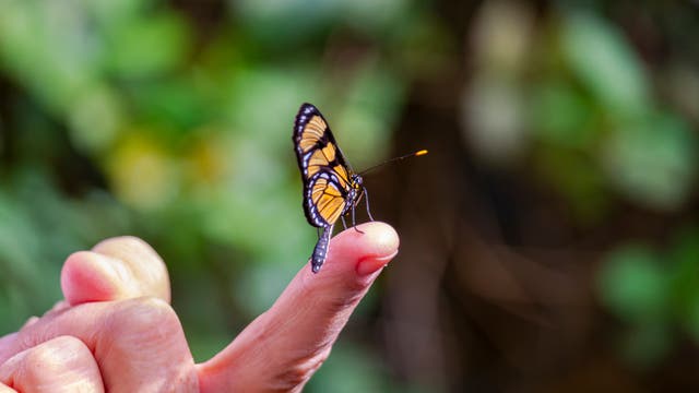 Ein Schmetterling sitzt auf einer Fingerkuppe. Der Finger ist noch mit einer Hand verbunden und liegt nicht irgendwo rum, keine Sorge.