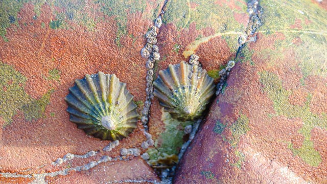 Zwei Napfschnecken der Art Paella vulgata haften samt Gefolge aus Seepocken an einem Felsen.