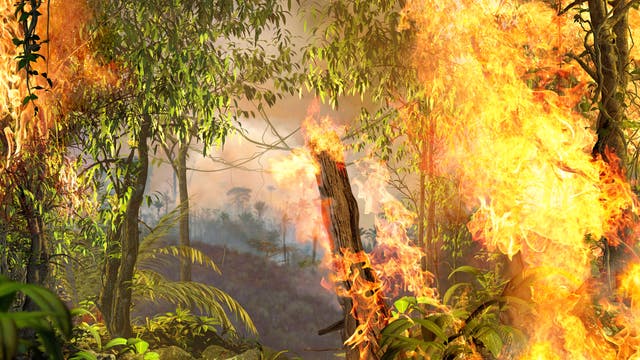 Brennender Regenwald im Amazonasgebiet.