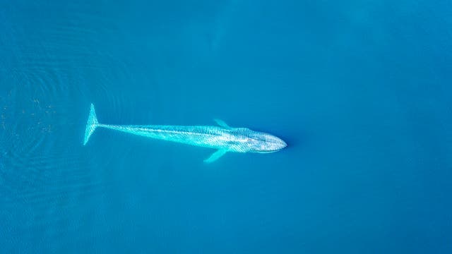 Blauwal von oben