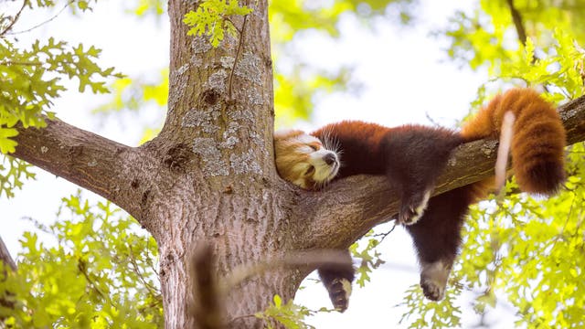 Kleiner Panda ruht sich aus