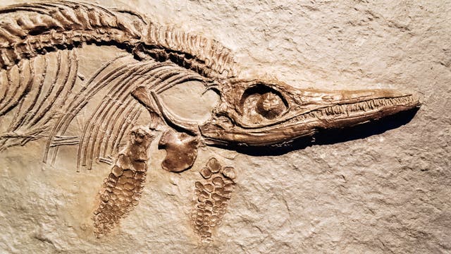 Fossil eines Ichthyosauriers