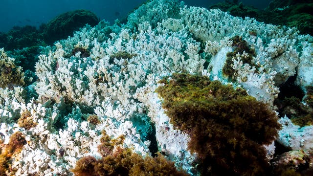 Strahlend weiße Korallenstöcke sind hübsch, aber es ist die Farbe des Todes.
