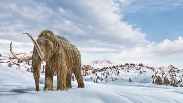 Massimo Sandal: Die Melancholie des Mammuts