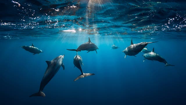 Gruppe von Delfinen