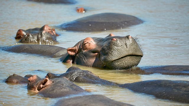 Ein Flusspferd reckt genießerisch den Kopf aus dem Wasser.