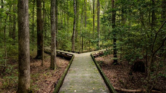 Zwei Wege im Wald