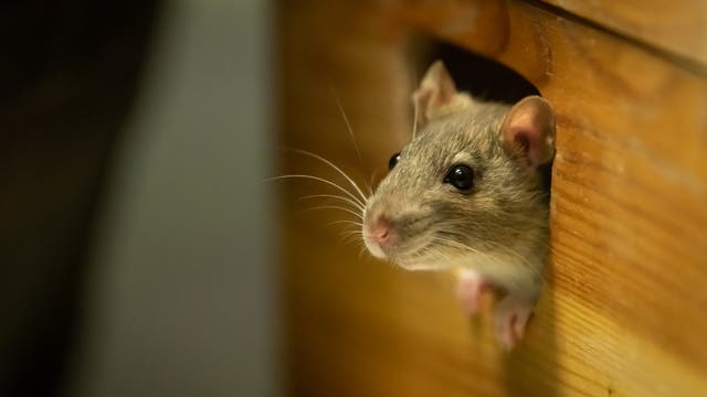 Maus