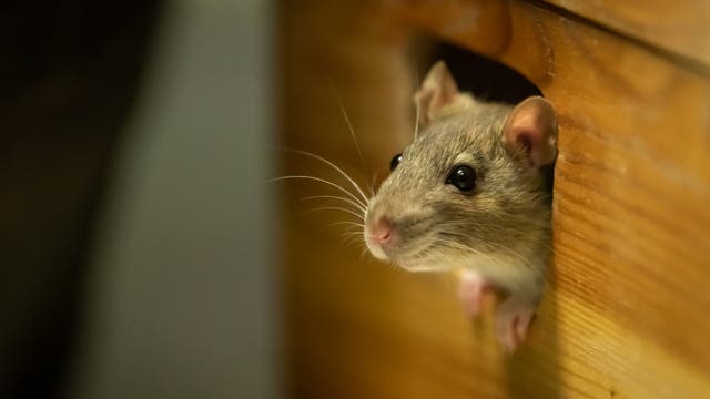 Eine niedliche Ratte streckt igren Kopf aus dem Greifloch einer Holzschublade.
