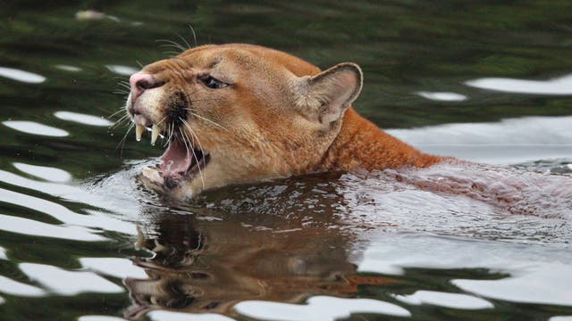 Puma im Wasser