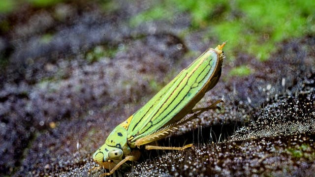 Zikade der Art Graphocephala acropunctata aus der Familie der Cicadellidae.