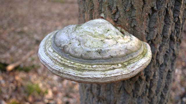 Ein Agarikon-Pilz, der an einem Baum in Russland wächst.