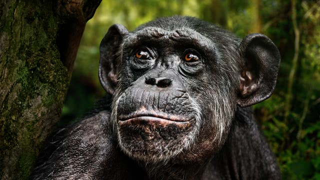 Porträt eines Schimpansen