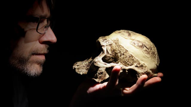 Homo sapiens hält Modell eines Australopithecus-africanus-Schädels