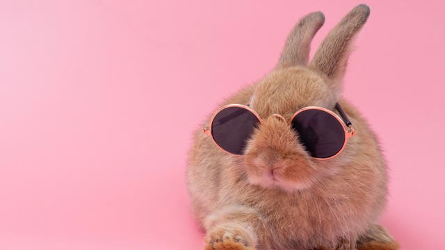 Ein Kaninchen mit Sonnenbrille vor rosafarbenem Hintergrund. Bin nicht sicher, ob es eher niedlich oder verstörend ist.