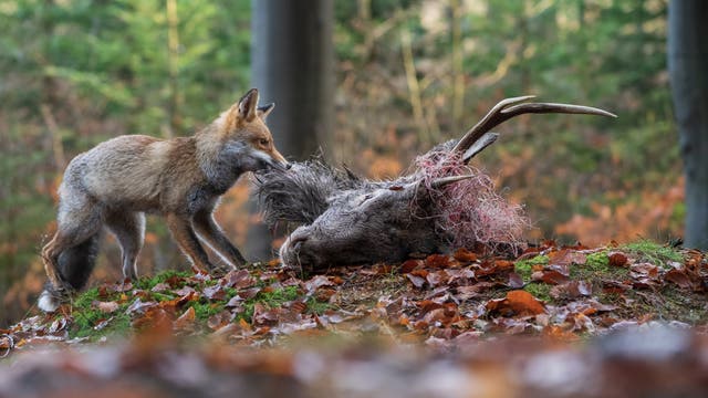 Zahlreiche Tierarten nutzen Aas. So freuen sich auch die als Allesfresser bekannten Rotfüchse über einen toten Hirsch.