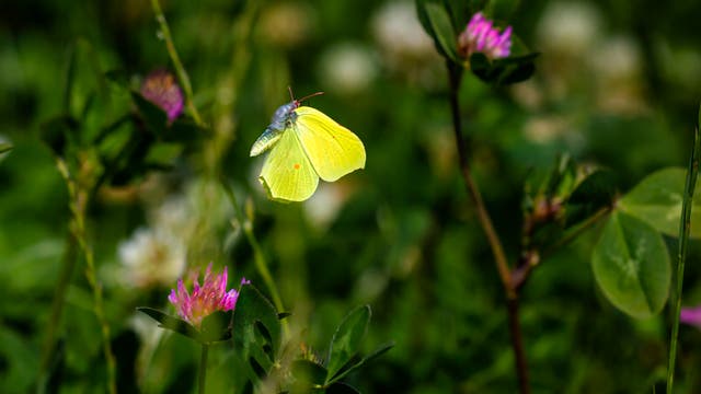 Größere und blassere Schmetterlinge, darunter der Zitronenfalter (Gonepteryx rhamni), sind am besten in der Lage, sich gegen Temperaturschwankungen der Umwelt zu schützen.