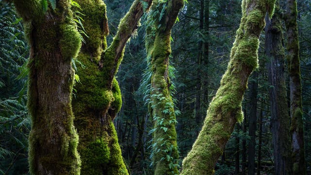 Alte Bäume auf Vancouver Island