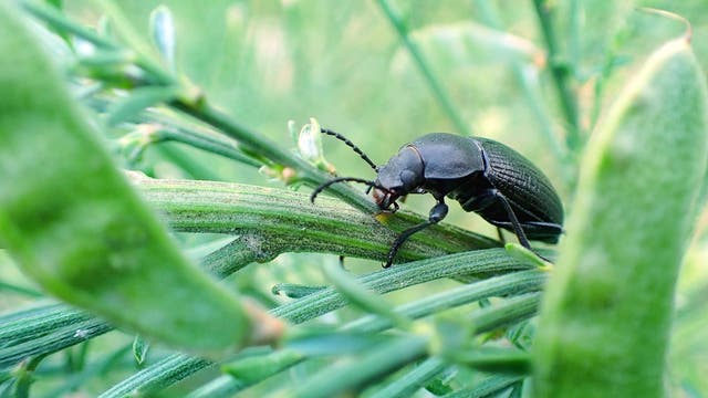 Ein Käfer im Grün