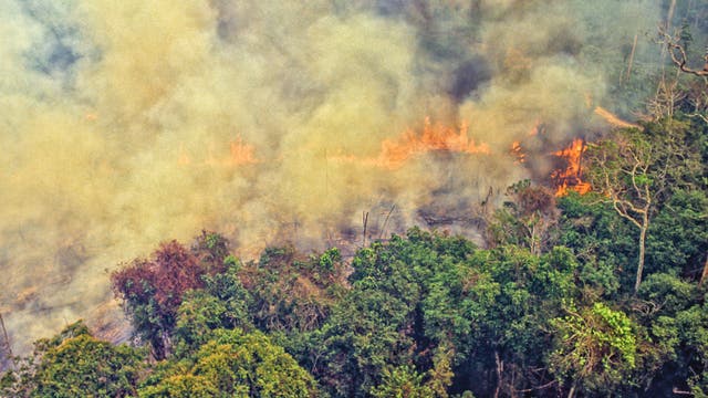 Luftaufnahme eines stark rauchenden Feuers, das sich auf einer entwaldeten Fläche in den Regenwald frisst.