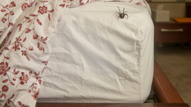 Spinne im Bett