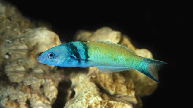 Bei vielen Lippfischen wie dem Blaukopf-Junker ist die Geschlechtsumwandlung Teil des Lebens.