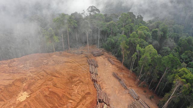 Gerodeter Wald auf Borneo