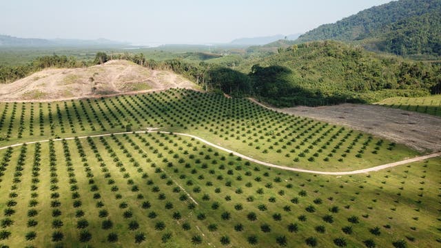 Palmöl-Plantage in Südostasien