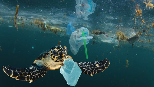Manche Tiere verheddern sich im Plastikmüll, andere Lebewesen haben Vergiftungen.