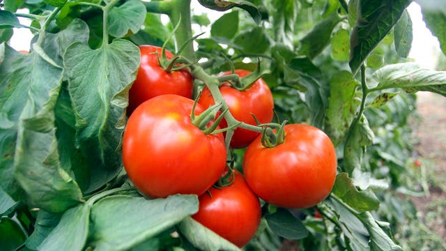 Mehrere Tomaten an der Pflanze.