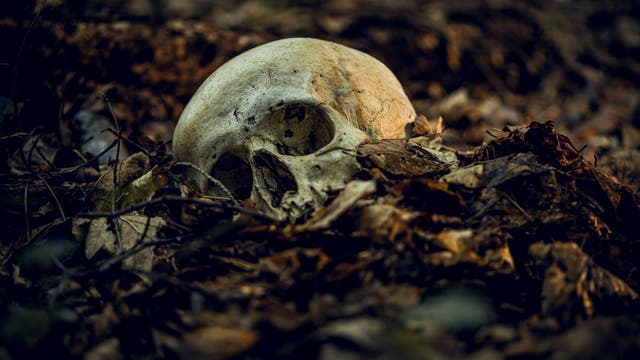 Ein menschlicher Schädelknochen liegt im bräunlichen Laub eines Waldes