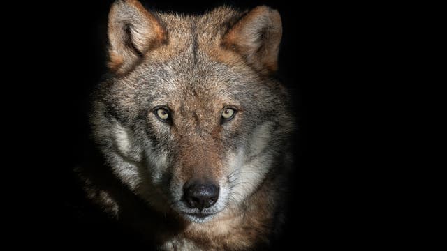 In allen Bundesländern mit Ausnahme des Saarlandes leben zumindest vereinzelt Wölfe.