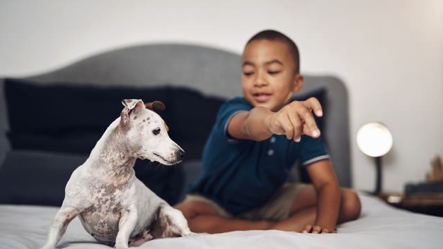Junge schnippt mit Finger - und ein Hund