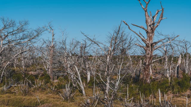 Geisterwald auf Cockspur Island in Georgia. Gebleichte Bäume, getötet vom Salzwasser um ihre Wurzeln.