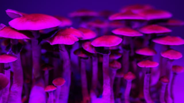 »Magic mushrooms«