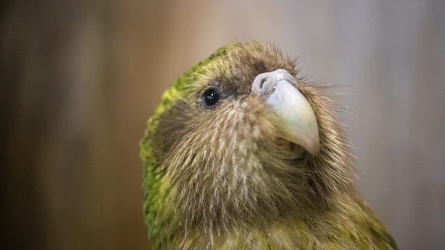 Ein Kakapo namens »Sirocco«