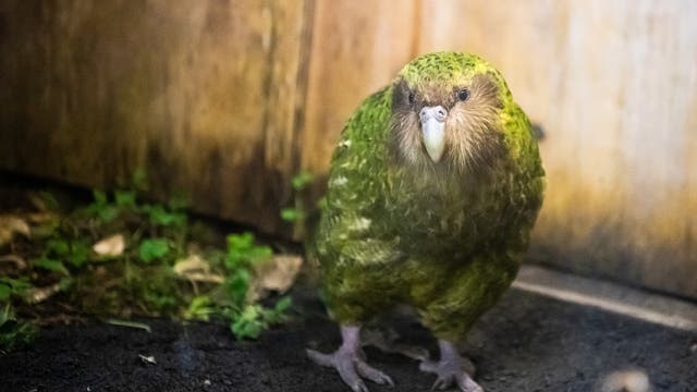 Der Kakapo ist ein grüner, rundlicher Papagei mit Fusseln im Gesicht.