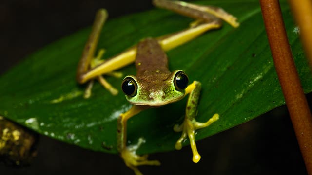 Durch einen Pilzbefall ging der Bestand der Amphibien in vielen Regionen der Welt dramatisch zurück. Betroffen war auch der Lemur-Laubfrosch, der in Costa Rica, Panama und im Nordwesten Kolumbiens beheimatet ist.