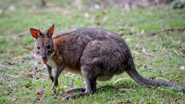 Ein junges Wallaby steht in einer Graslandschaft und streckt die Zunge heraus. Nein, das ist kein Quokka. Aber fast.