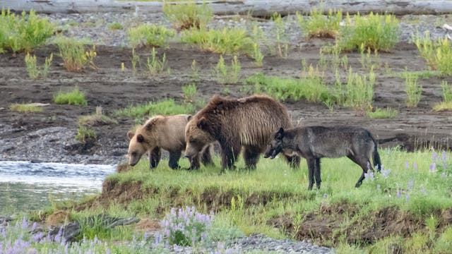 Grizzlys und Wolf im Yellowstone