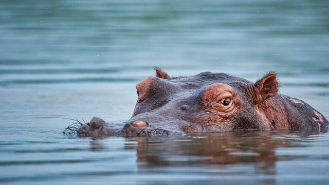 Ein Nilpferd lagt knapp über die Wasseroberfläche.