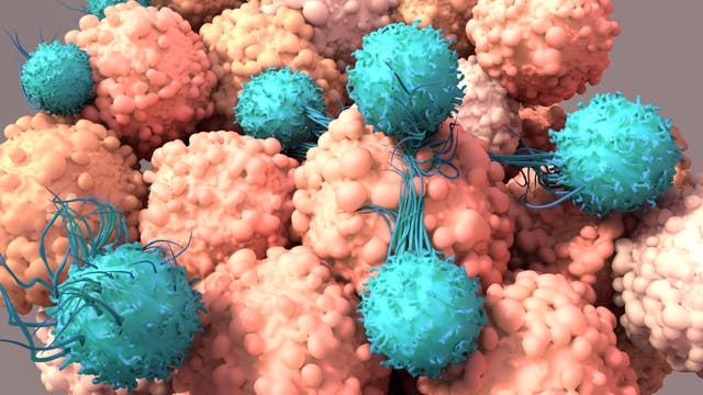 Die 3-D-Simulation zeigt, wie T-Zellen im Körper Krebs bekämpfen. 