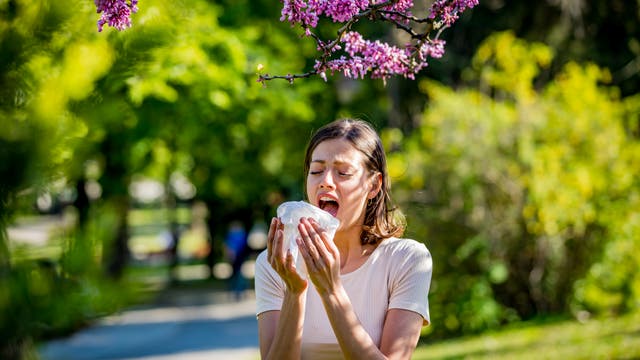 Eine Frau ist draußen im Park mit blühenden Bäumen und muss in ein Taschentuch niesen. Sie hat vermutlich eine Pollenallergie. 
