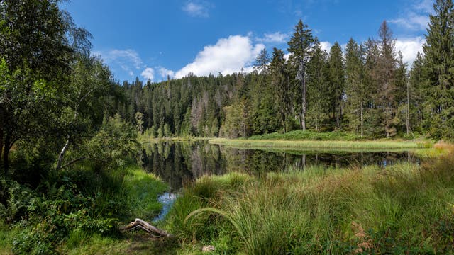 Naturbelassender See im Schwarzwald mit grünen Bäumen, Sträuchern und Gräsern außenrum